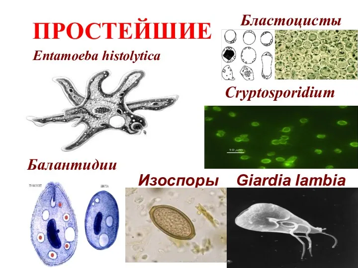ПРОСТЕЙШИЕ Entamoeba histolytica Изоспоры Giardia lambia Cryptosporidium Балантидии Бластоцисты