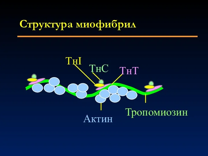 Структура миофибрил TнI Актин TнC TнT Тропомиозин