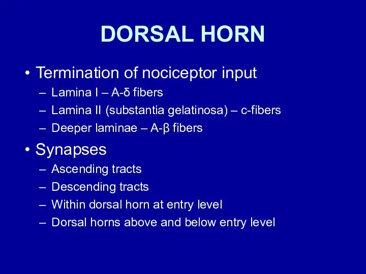 DORSAL HORN Termination of nociceptor input Lamina I – A-δ