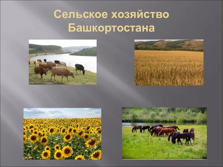 Сельское хозяйство Башкортостана