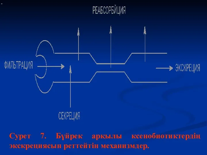 Сурет 7. Бүйрек арқылы ксенобиотиктердің экскрециясын реттейтін механизмдер.