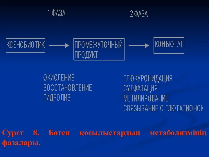 Сурет 8. Бөтен қосылыстардың метаболизмінің фазалары.