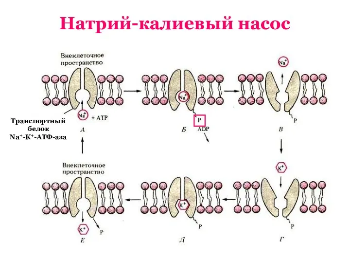 Натрий-калиевый насос Транспортный белок Na+-K+-АТФ-аза