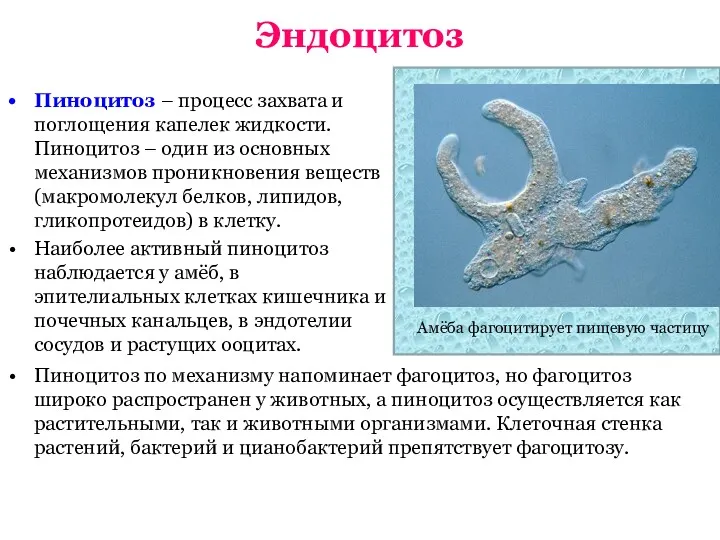 Эндоцитоз Пиноцитоз – процесс захвата и поглощения капелек жидкости. Пиноцитоз