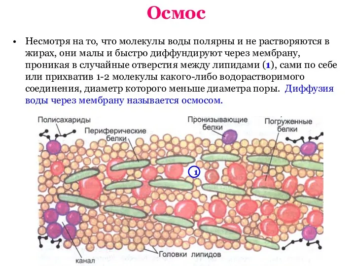 Осмос Несмотря на то, что молекулы воды полярны и не