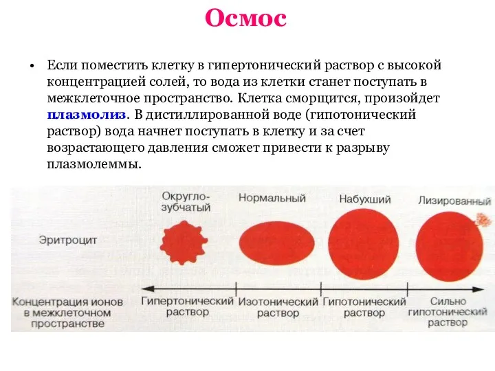 Осмос Если поместить клетку в гипертонический раствор с высокой концентрацией