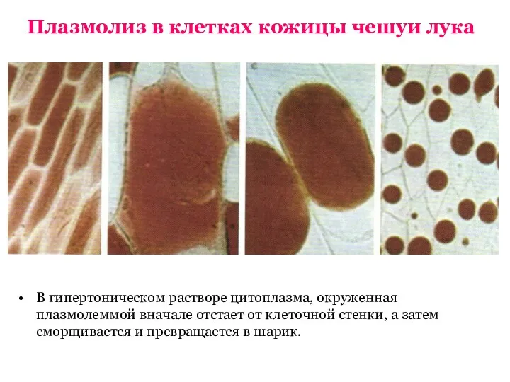 Плазмолиз в клетках кожицы чешуи лука В гипертоническом растворе цитоплазма,