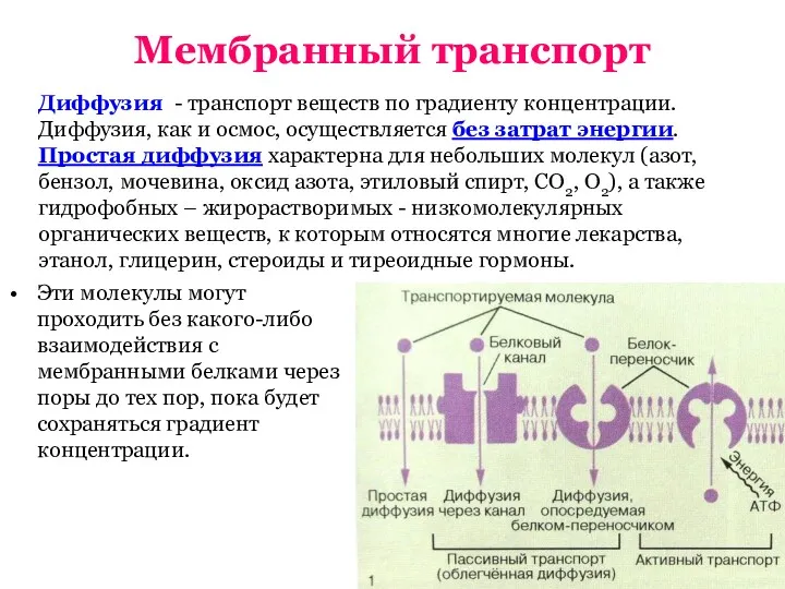 Мембранный транспорт Эти молекулы могут проходить без какого-либо взаимодействия с