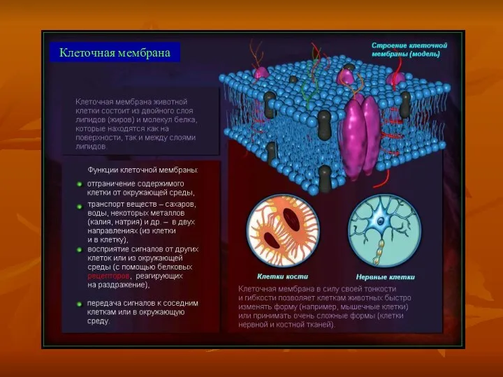 Клеточная мембрана