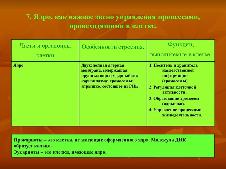 7. Ядро, как важное звено управления процессами, происходящими в клетке.