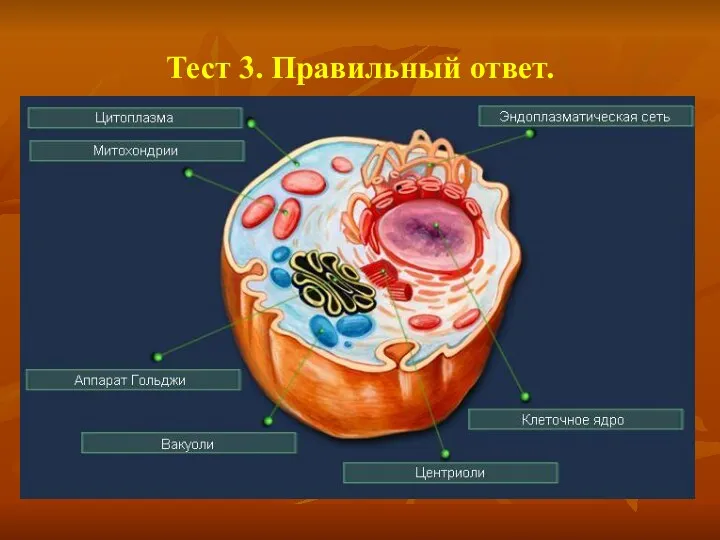 Тест 3. Правильный ответ.