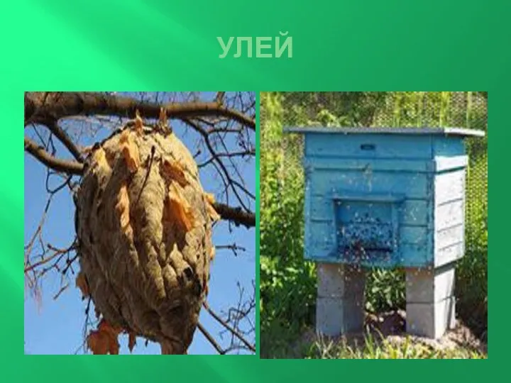 УЛЕЙ