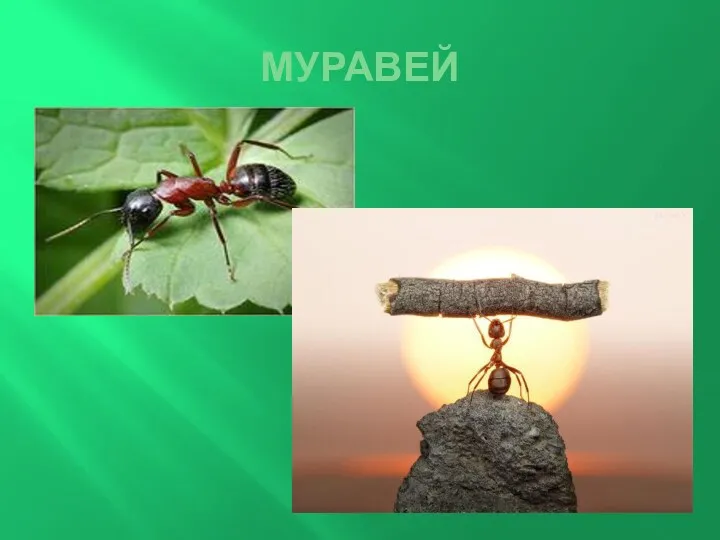 МУРАВЕЙ