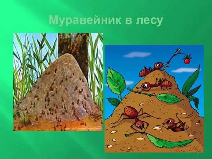 Муравейник в лесу