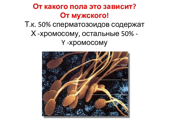 От какого пола это зависит? От мужского! Т.к. 50% сперматозоидов