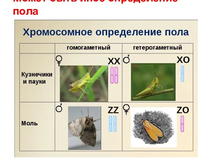 Может быть иное определение пола