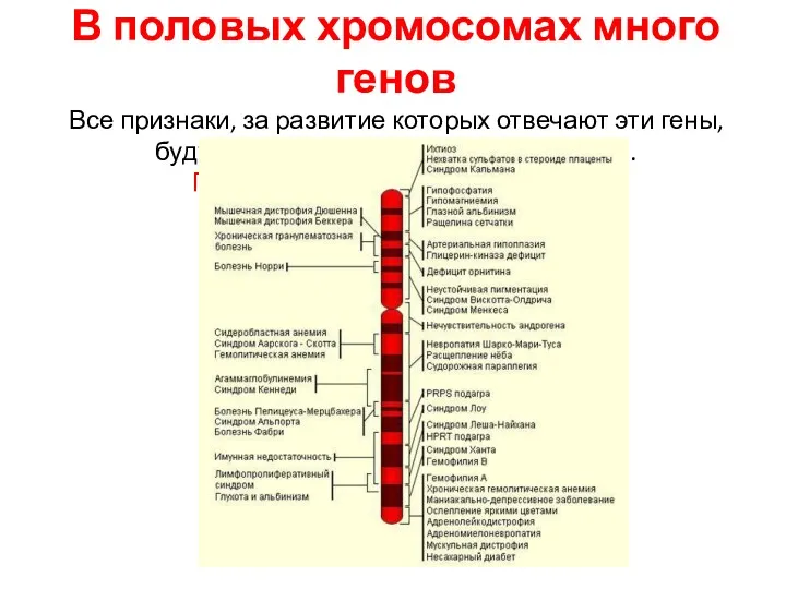 В половых хромосомах много генов Все признаки, за развитие которых