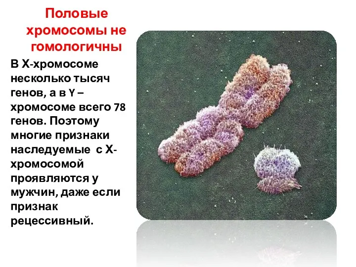 Половые хромосомы не гомологичны В Х-хромосоме несколько тысяч генов, а