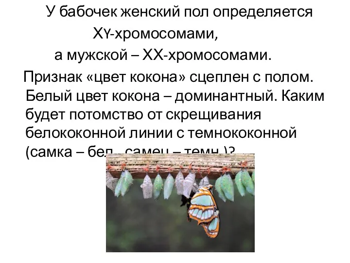 У бабочек женский пол определяется ХY-хромосомами, а мужской – ХХ-хромосомами.