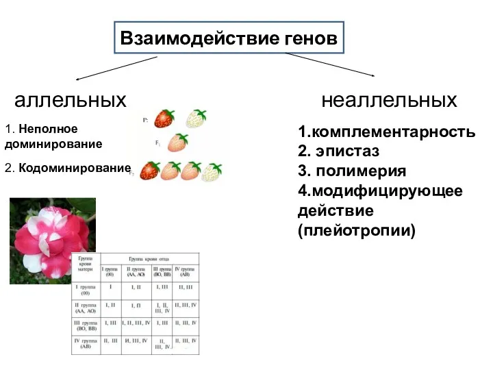 Взаимодействие генов аллельных неаллельных 1. Неполное доминирование 2. Кодоминирование 1.комплементарность