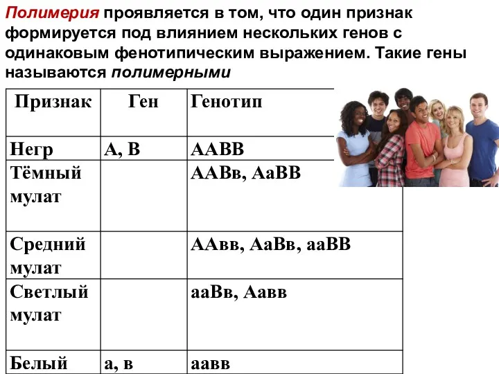 Полимерия проявляется в том, что один признак формируется под влиянием