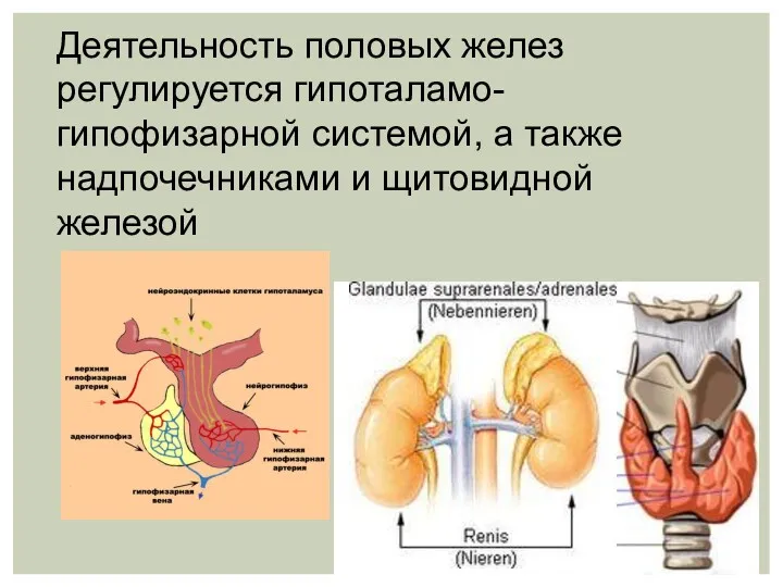 Деятельность половых желез регулируется гипоталамо-гипофизарной системой, а также надпочечниками и щитовидной железой