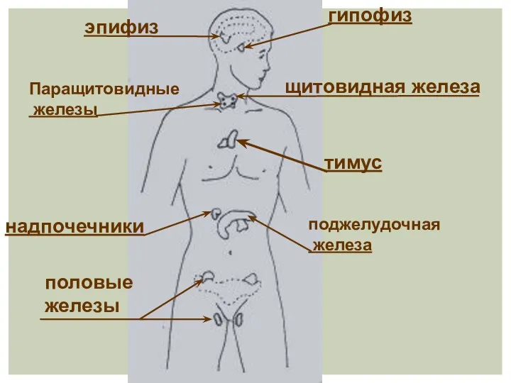 гипофиз эпифиз щитовидная железа Паращитовидные железы тимус поджелудочная железа надпочечники половые железы