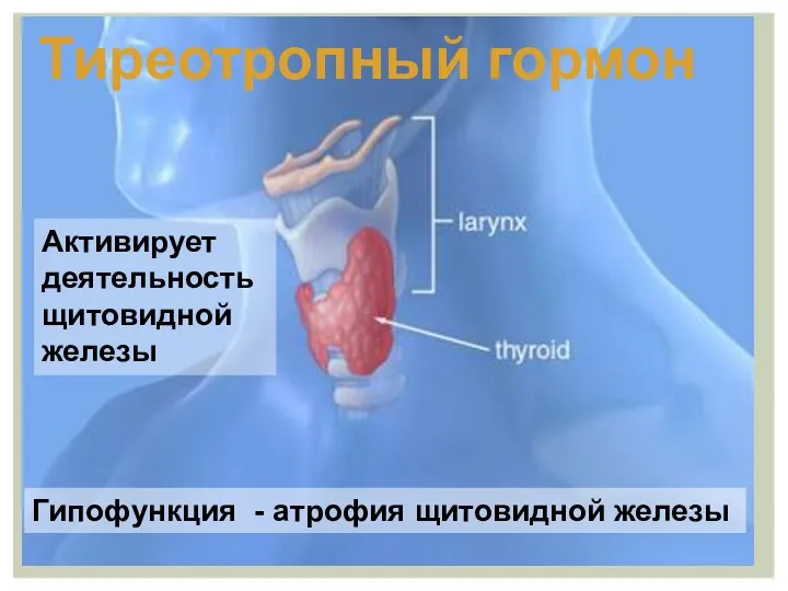 Тиреотропный гормон Активирует деятельность щитовидной железы Гипофункция - атрофия щитовидной железы