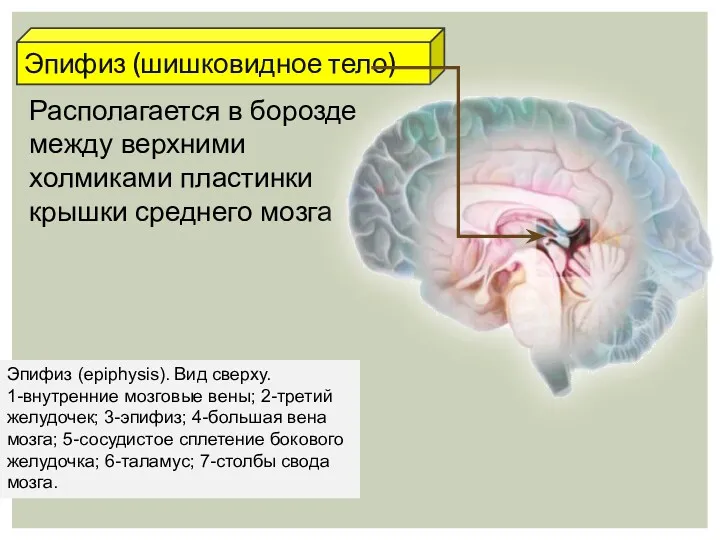 Эпифиз (шишковидное тело) Располагается в борозде между верхними холмиками пластинки крышки среднего мозга