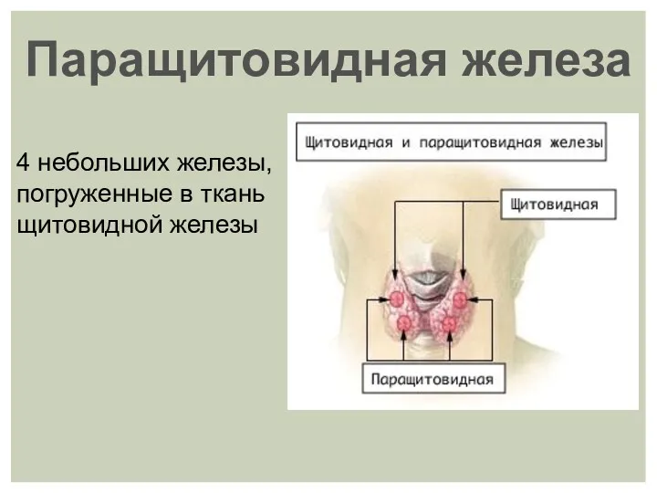 Паращитовидная железа 4 небольших железы, погруженные в ткань щитовидной железы