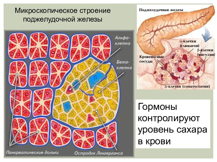 Микроскопическое строение поджелудочной железы Гормоны контролируют уровень сахара в крови