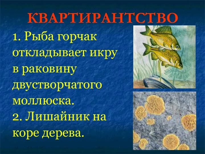 1. Рыба горчак откладывает икру в раковину двустворчатого моллюска. 2. Лишайник на коре дерева. КВАРТИРАНТСТВО