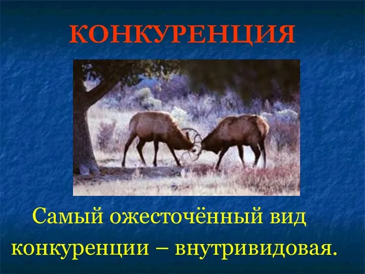 КОНКУРЕНЦИЯ Самый ожесточённый вид конкуренции – внутривидовая.