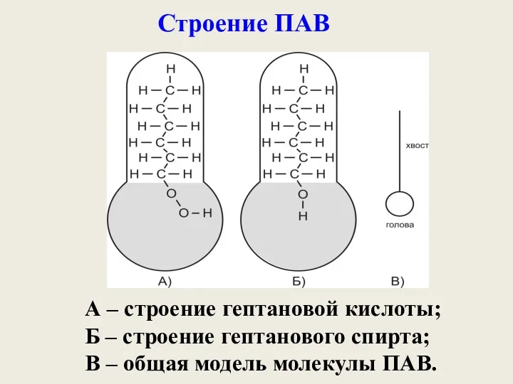 Строение ПАВ А – строение гептановой кислоты; Б – строение гептанового спирта; В