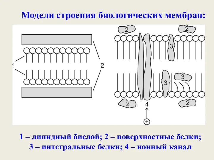 Модели строения биологических мембран: 1 – липидный бислой; 2 – поверхностные белки; 3