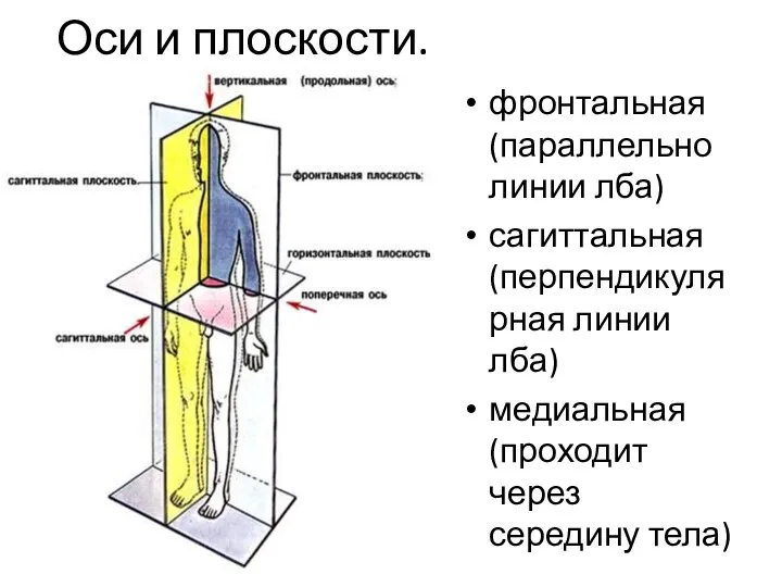 Оси и плоскости. фронтальная (параллельно линии лба) сагиттальная (перпендикулярная линии лба) медиальная (проходит через середину тела)