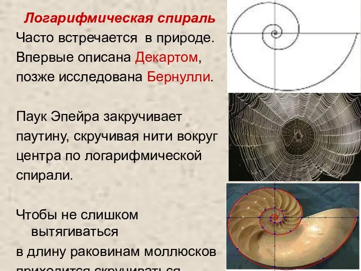 Логарифмическая спираль Часто встречается в природе. Впервые описана Декартом, позже