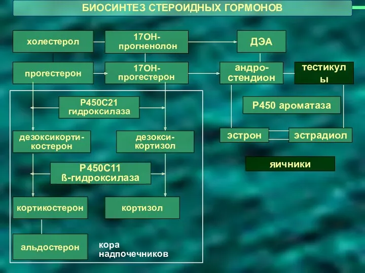 альдостерон ДЭА холестерол кортикостерон прогестерон 17ОН- прогненолон Р450С21 гидроксилаза дезоксикорти-