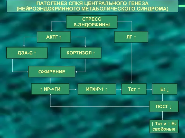 ↑ Тст и ↑ Е2 свобоные Е2 ↓ ПССГ ↓