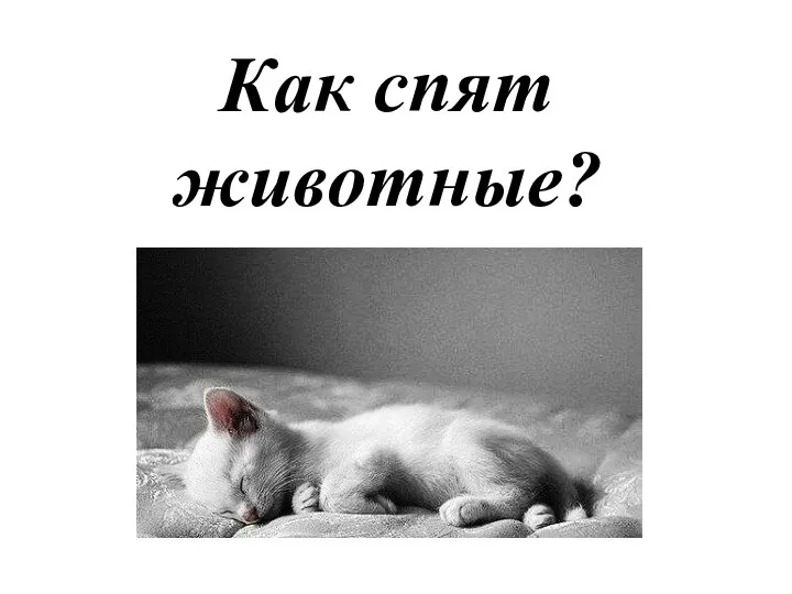 Как спят животные?