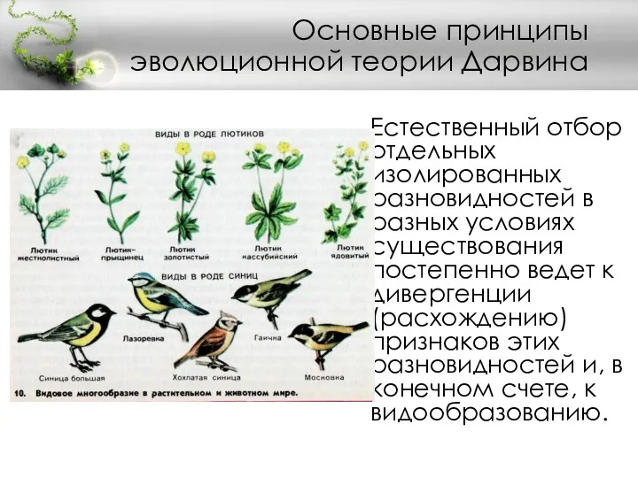 Естественный отбор отдельных изолированных разновидностей в разных условиях существования постепенно