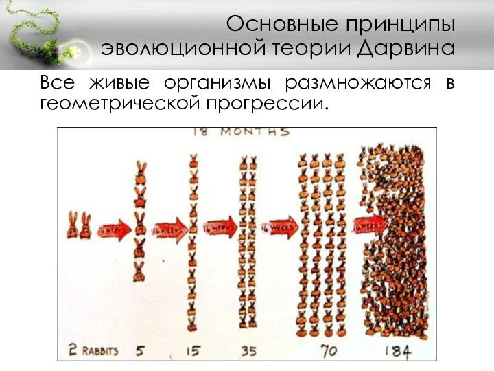 Все живые организмы размножаются в геометрической прогрессии. Основные принципы эволюционной теории Дарвина