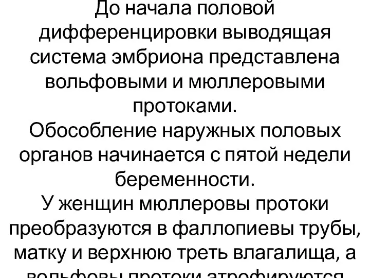 До начала половой дифференцировки выводящая система эмбриона представлена вольфовыми и мюллеровыми протоками. Обособление