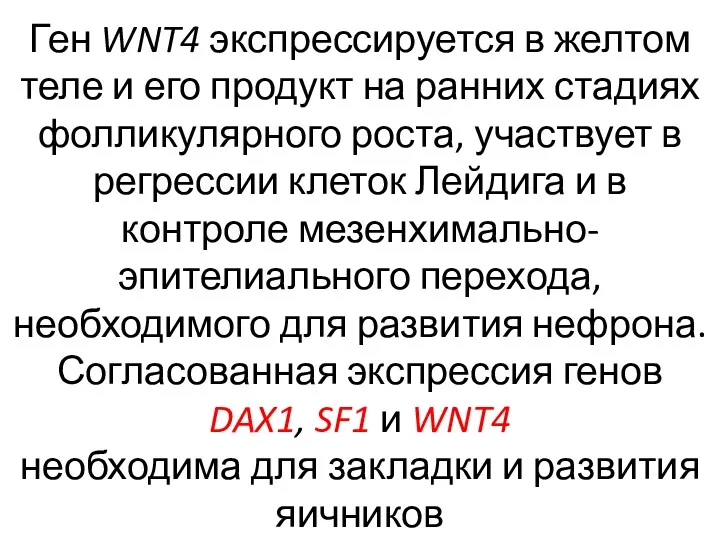 Ген WNT4 экспрессируется в желтом теле и его продукт на