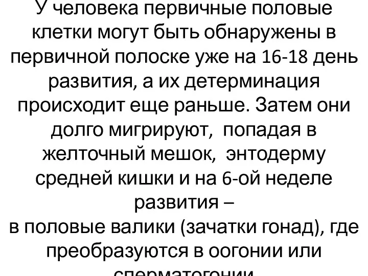 У человека первичные половые клетки могут быть обнаружены в первичной полоске уже на