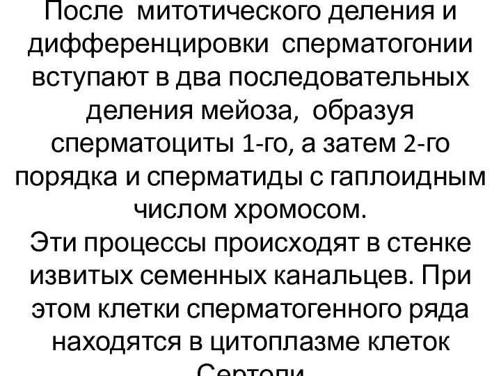 После митотического деления и дифференцировки сперматогонии вступают в два последовательных деления мейоза, образуя