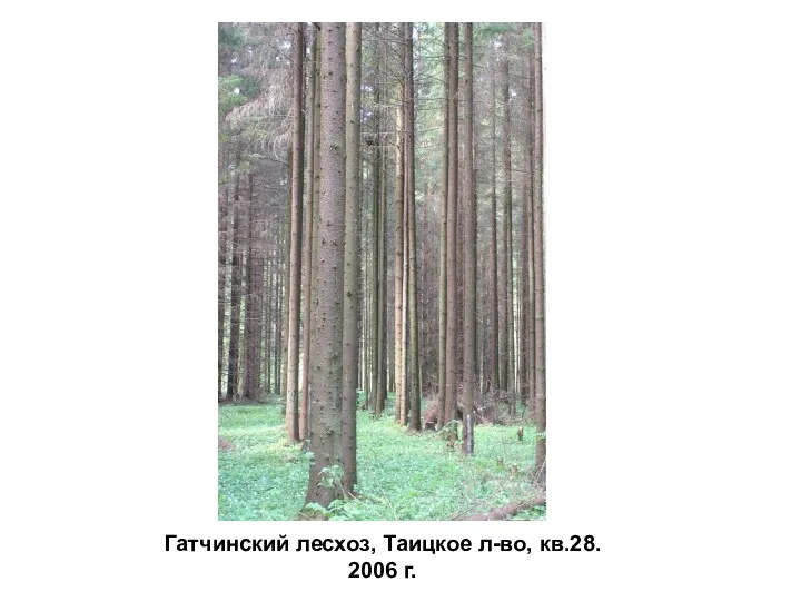 Гатчинский лесхоз, Таицкое л-во, кв.28. 2006 г.