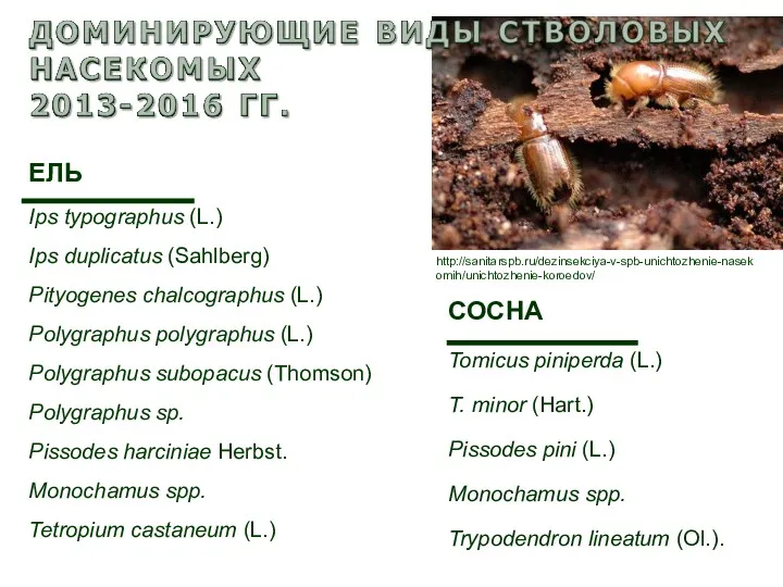 http://sanitarspb.ru/dezinsekciya-v-spb-unichtozhenie-nasekomih/unichtozhenie-koroedov/ ЕЛЬ Ips typographus (L.) Ips duplicatus (Sahlberg) Pityogenes chalcographus (L.) Polygraphus polygraphus