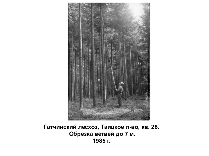 Гатчинский лесхоз, Таицкое л-во, кв. 28. Обрезка ветвей до 7 м. 1985 г.