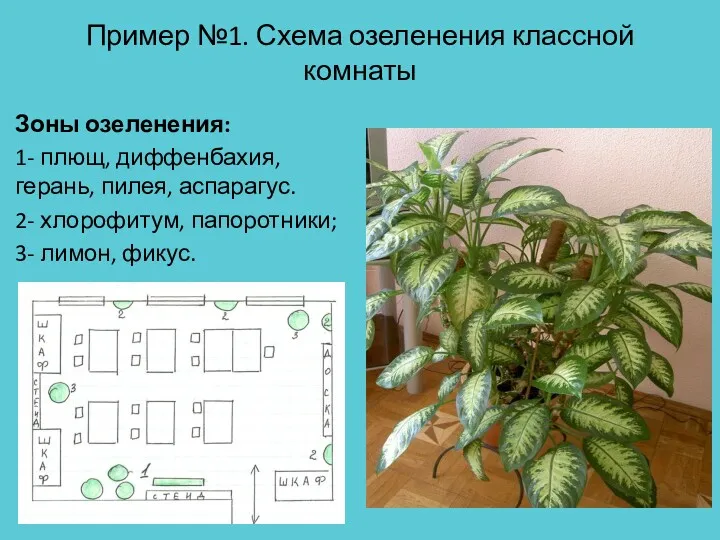 Пример №1. Схема озеленения классной комнаты Зоны озеленения: 1- плющ, диффенбахия, герань, пилея,